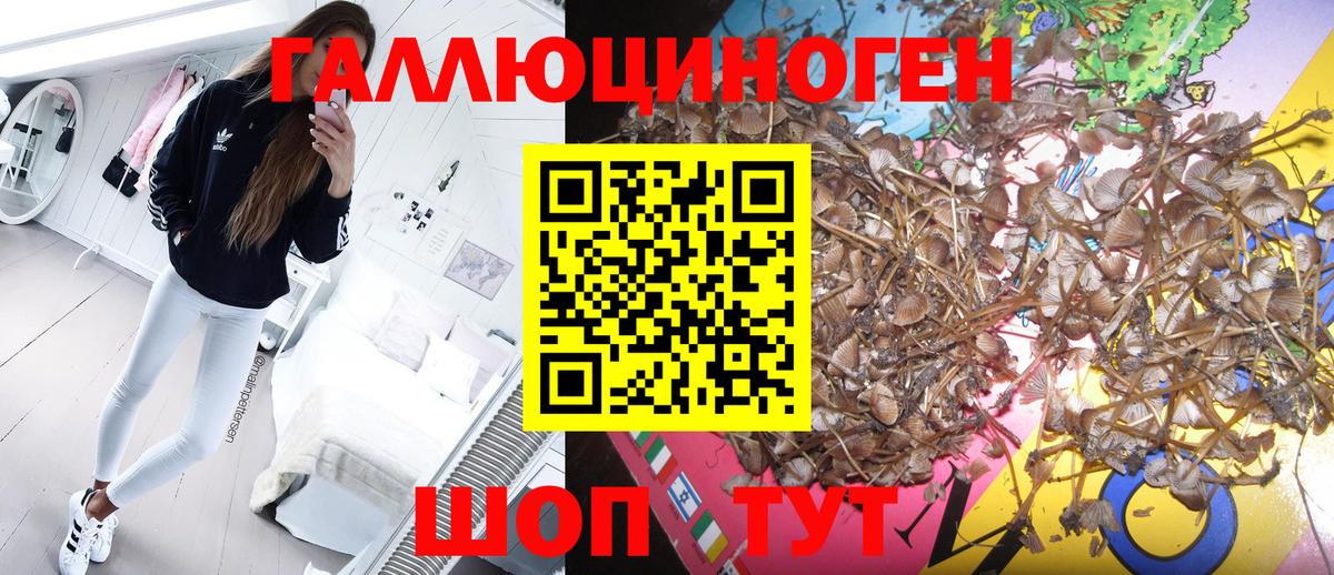 Зерноград  Псилоцибиновые грибы MAGIC MUSHROOMS  Вход с VPN 